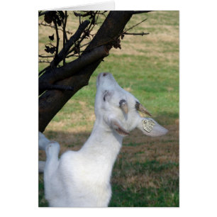 Can I Climb This Tree? Cards