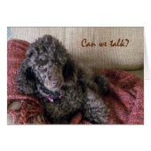 Can We Talk? Cute Brown Poodle and Blanket (Front Horizontal)