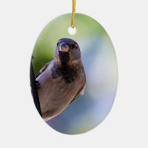 Can You Sparrow Moment