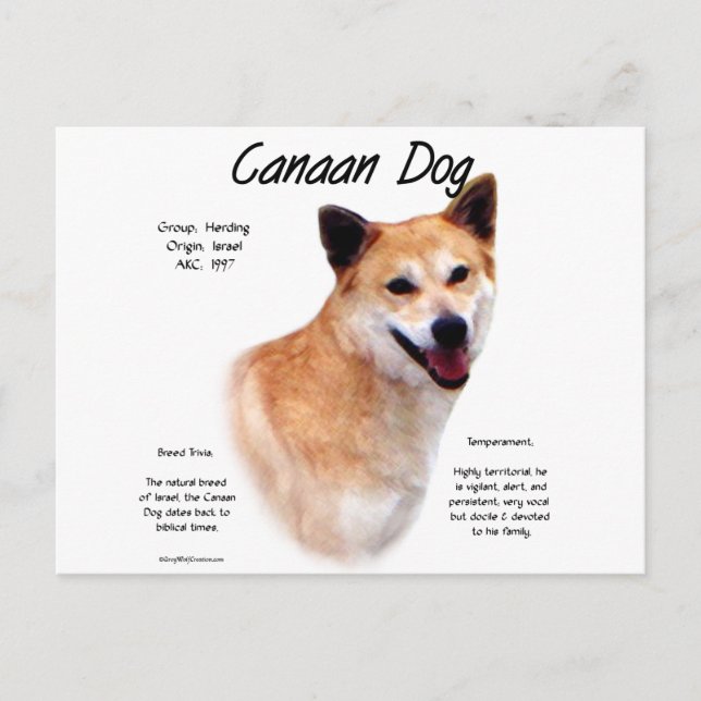 Canaan Dog History Design Postcard (Front)