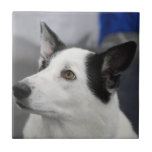 Canaan Dog  Tile