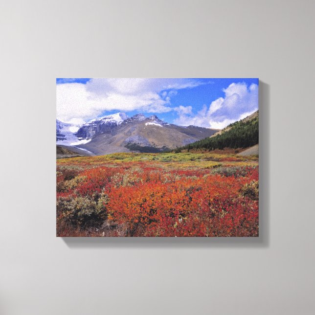 Canada, Alberta, Banff NP. Huckleberries bloom Canvas Print (Front)