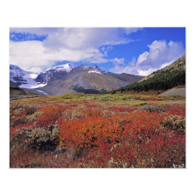 Canada, Alberta, Banff NP. Huckleberries bloom Photo Print (Front)