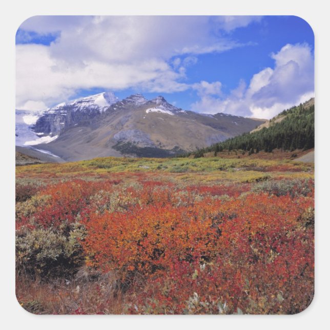 Canada, Alberta, Banff NP. Huckleberries bloom Square Sticker (Front)