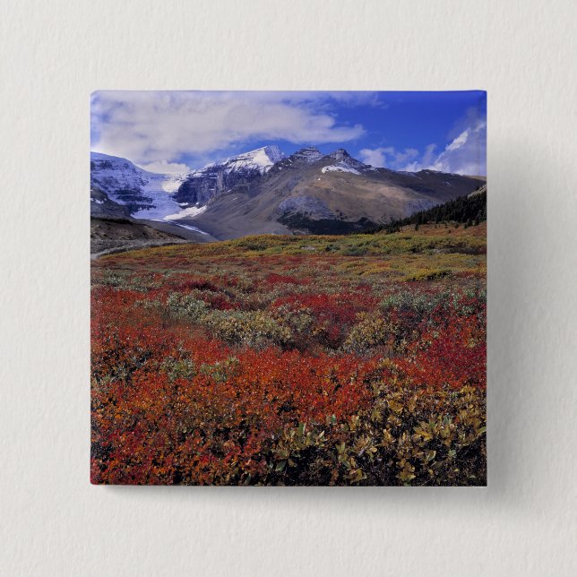 Canada, Alberta, Banff NP. Huckleberries provide Button (Front)