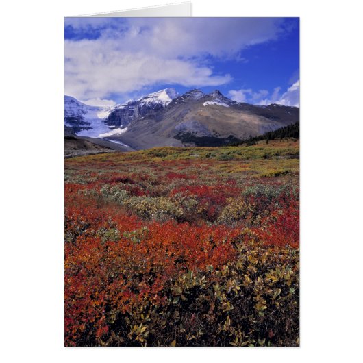 Canada, Alberta, Banff NP. Huckleberries provide Cards (Front)