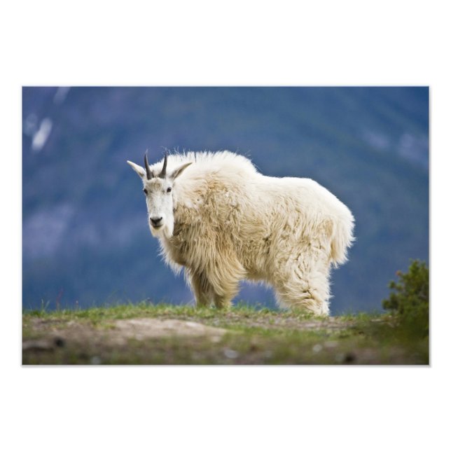 Canada, Alberta, Jasper National Park, Photo Print (Front)
