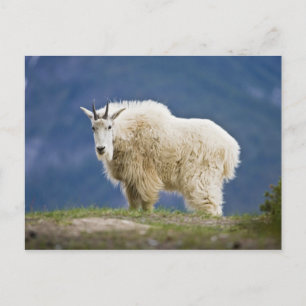 Canada, Alberta, Jasper National Park, Postcard