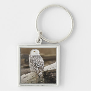 Canada, Boundary Bay, Snowy Owl Keychain