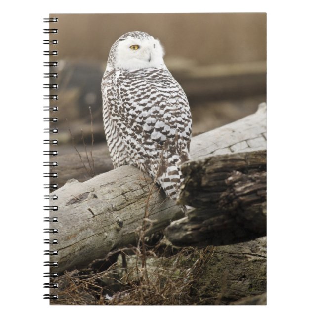 Canada, Boundary Bay, Snowy Owl Notebook (Front)