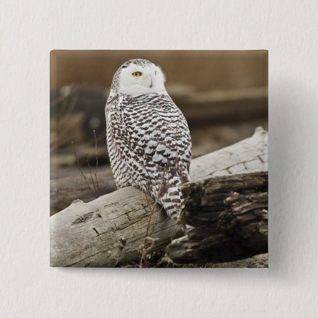 Canada, Boundary Bay, Snowy Owl Pinback Button (Front)