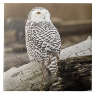 Canada, Boundary Bay, Snowy Owl Tile