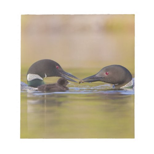 Canada British ColumbiaCommon Loon breeding Notepad