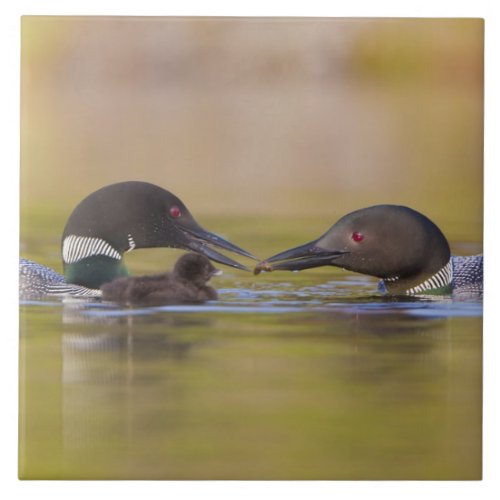 Canada British ColumbiaCommon Loon breeding Tile