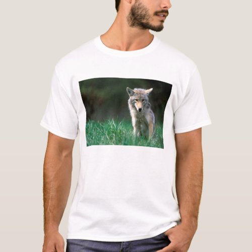 Canada British Columbia Coyote Canis latrans T_Shirt