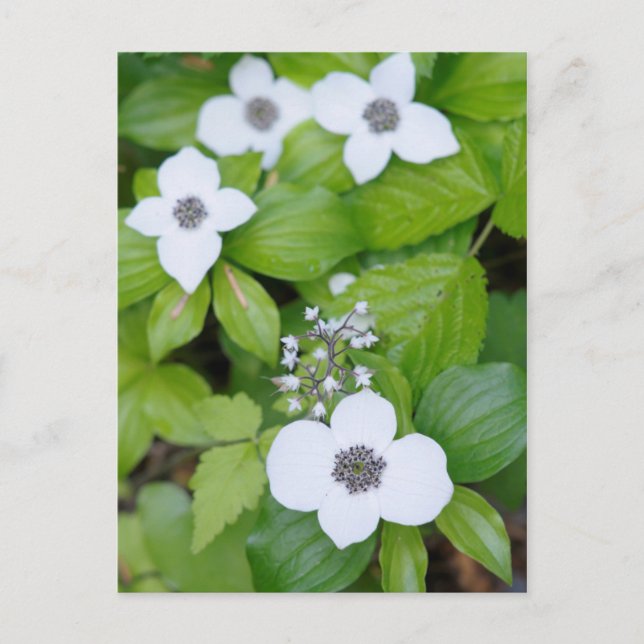 Canada, British Columbia. Dwarf Dogwood Postcard (Front)