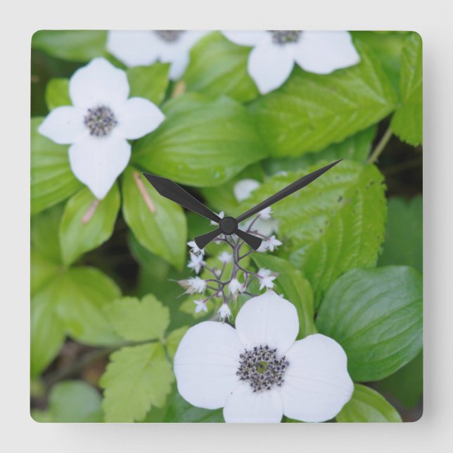 Canada, British Columbia. Dwarf Dogwood Square Wall Clock (Front)