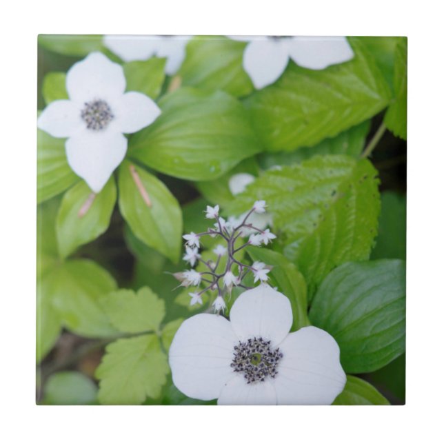 Canada, British Columbia. Dwarf Dogwood Tile (Front)