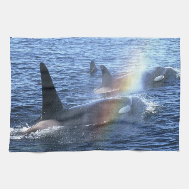 Canada, British Columbia, Johnstone Straight, Towel (Horizontal)