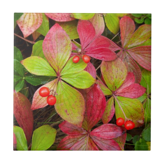 Canada, British Columbia, Mount Robson Ceramic Tile (Front)