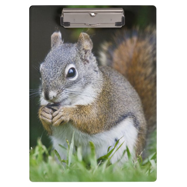 Canada, British Columbia, Red Squirrel Pine Clipboard (Front)