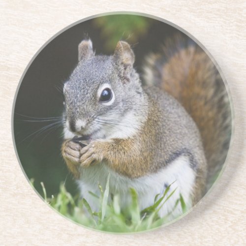 Canada British Columbia Red Squirrel Pine Coaster