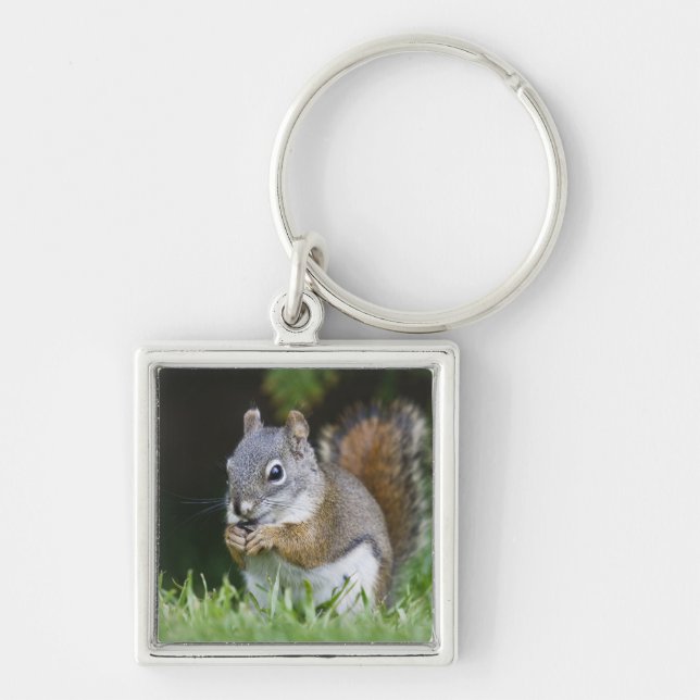 Canada, British Columbia, Red Squirrel Pine Keychain (Front)