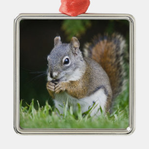 Canada, British Columbia, Red Squirrel Pine Metal Ornament
