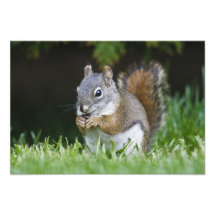 Canada, British Columbia, Red Squirrel Pine Photo Print
