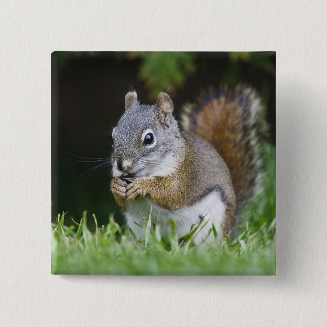 Canada, British Columbia, Red Squirrel Pine Pinback Button (Front)