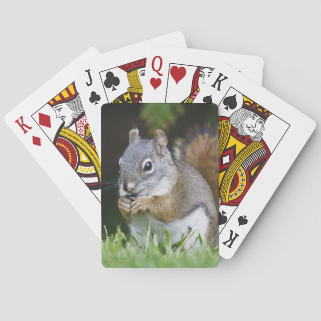 Canada, British Columbia, Red Squirrel Pine Poker Cards (Back)