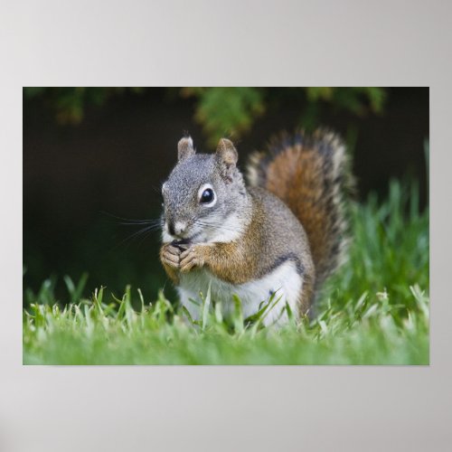 Canada British Columbia Red Squirrel Pine Poster