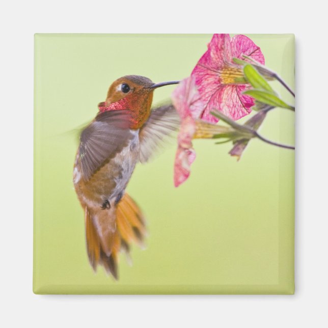 Canada, British Columbia, Rufous Hummingbird Magnet (Front)