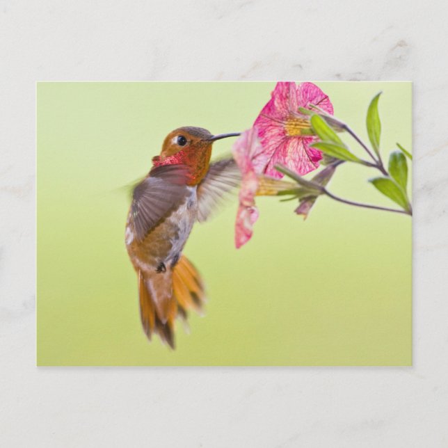 Canada, British Columbia, Rufous Hummingbird Postcard (Front)