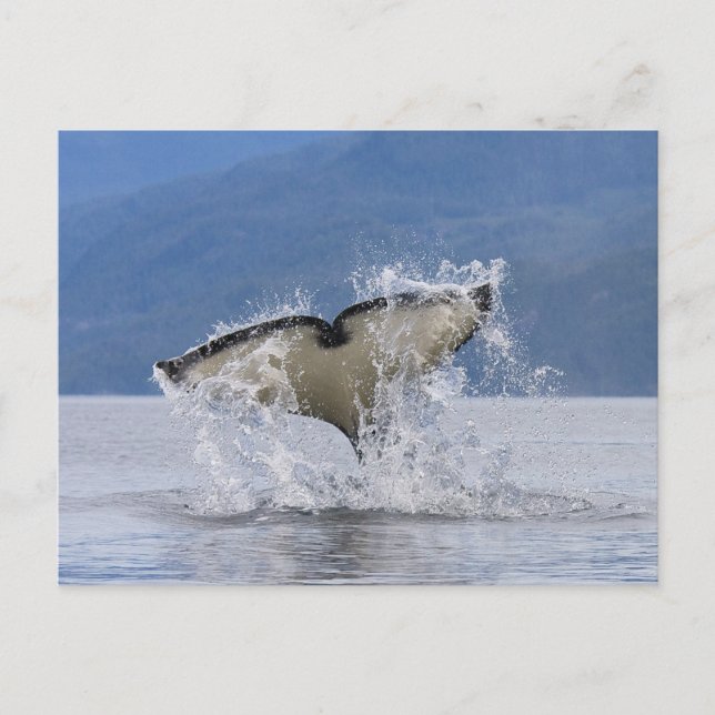 Canada, British Columbia, Vancouver Island, Postcard (Front)