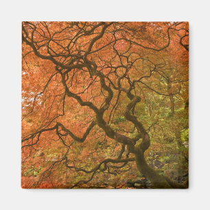CANADA, British Columbia, Victoria. Autumn 2 Magnet