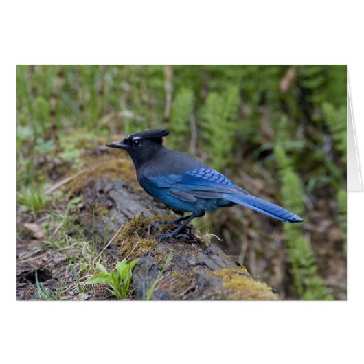 Canada:  British Columbia, Yoho NP, Stellar jay, (Front Horizontal)