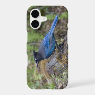 Canada:  British Columbia, Yoho NP, Stellar jay, iPhone 17 Case