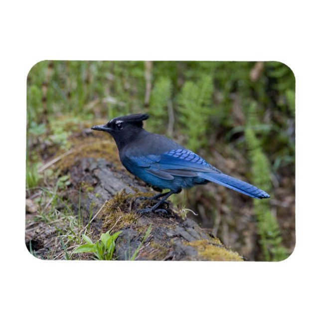 Canada:  British Columbia, Yoho NP, Stellar jay, Magnet (Horizontal)