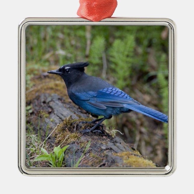 Canada:  British Columbia, Yoho NP, Stellar jay, Metal Ornament (Front)