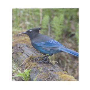 Canada: British Columbia, Yoho NP, Stellar jay, Notepad