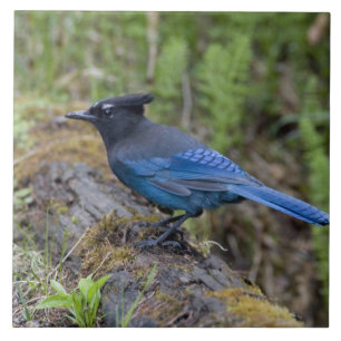 Canada:  British Columbia, Yoho NP, Stellar jay, Tile