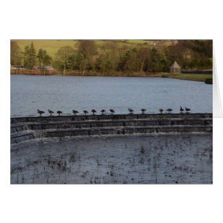 Canada Geese All In A Row Cards