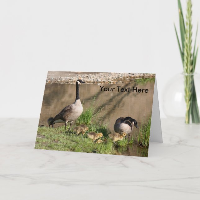 Canada Geese And Babies Nature Photo Card (Front)