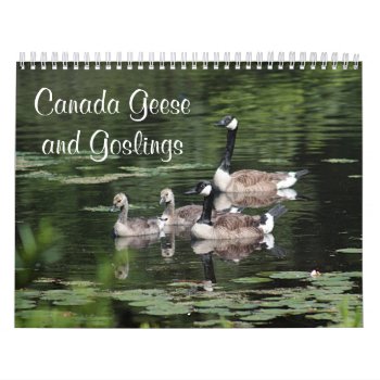 Canada Geese And Goslings Calendar by backyardwonders at Zazzle