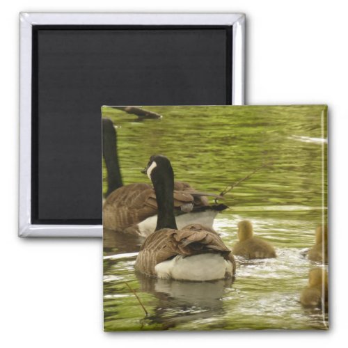 Canada Geese and Goslings Magnet