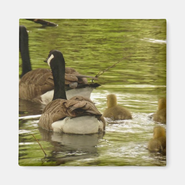 Canada Geese and Goslings Magnet (Front)