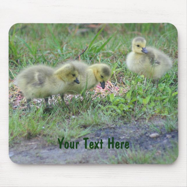 Canada Geese Babies Nature Photo Mousepad (Front)