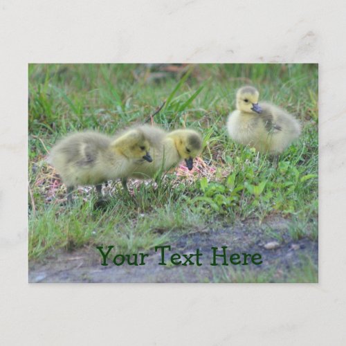 Canada Geese Babies Nature Photo Postcard