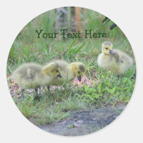 Canada Geese Babies Nature Photo Sticker